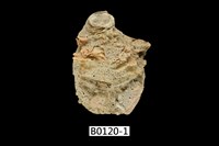 藏品(銼面海菊蛤)的圖片